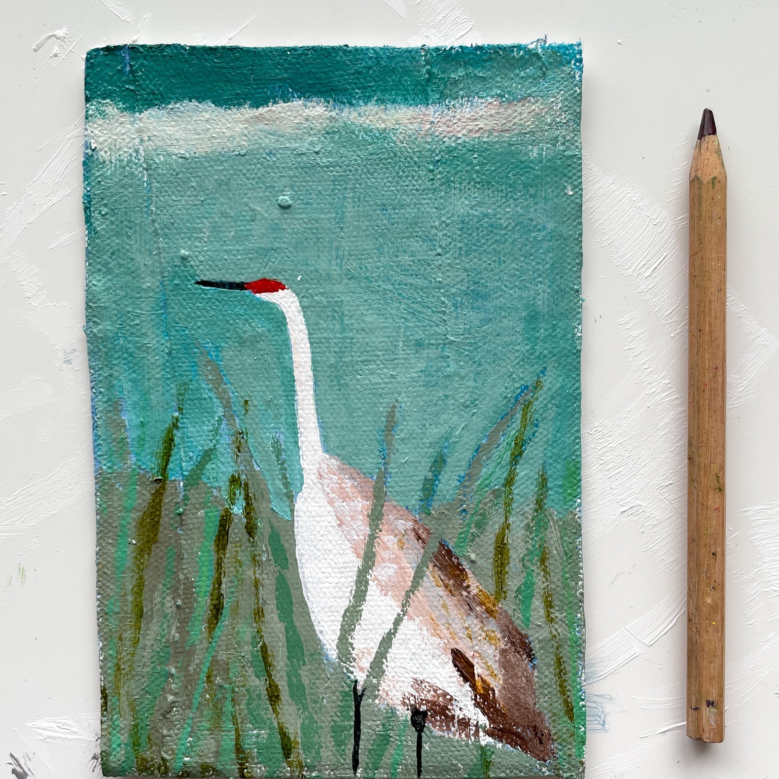 Sandhill Crane